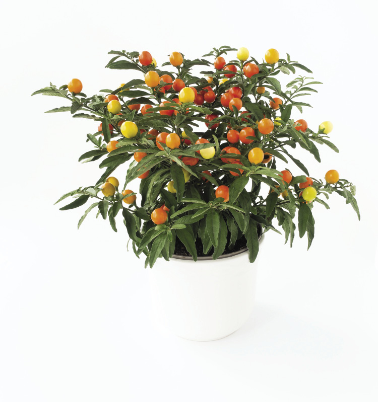 A plant in a white pot has yellow, orange, and red fruits.